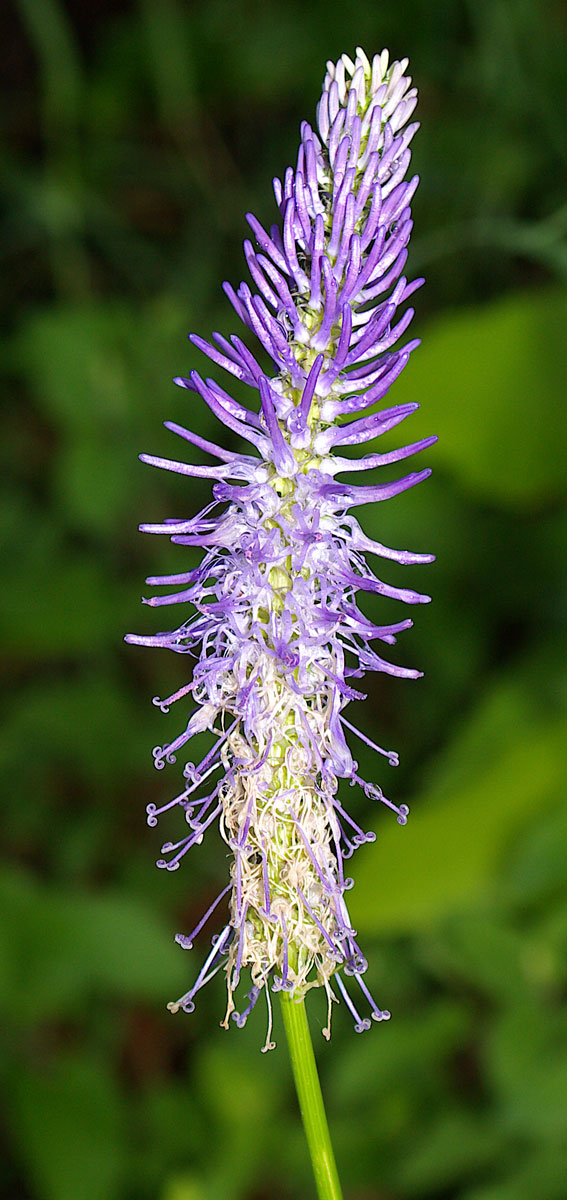 Phyteuma scorzonerifolium/Raponzolo a fg. di Scorzonera